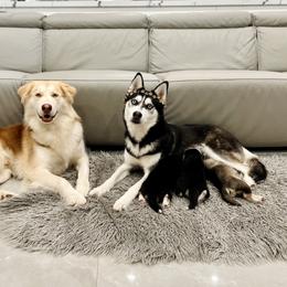 Maltese and Siberian Husky Puppies from Nyx’s Pack