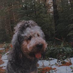 Bernedoodle and Saint Berdoodle All Grown Up from Myt fine doodles