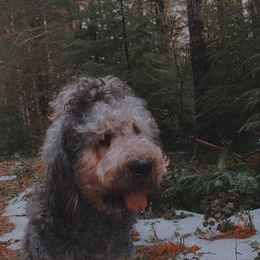Bernedoodle and Saint Berdoodle All Grown Up from Myt fine doodles