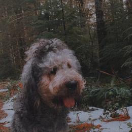 Bernedoodle and Saint Berdoodle All Grown Up from Myt fine doodles