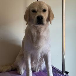 Hailey - Light golden female Golden Retriever puppy in Phoenix, Arizona from Star Raised Goldens