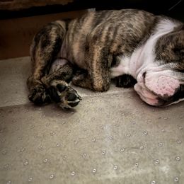 Bulldog Puppies from Bulldogzilla Breeders