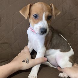 Princess Miah - Jack Russell Terrier puppy from Royal Russells Ranch
