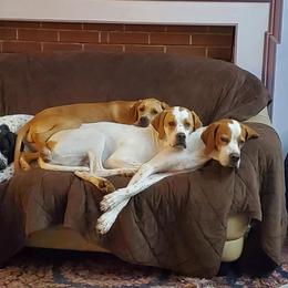 Lagotto Romagnolo and Pointer All Grown Up from RaceCity