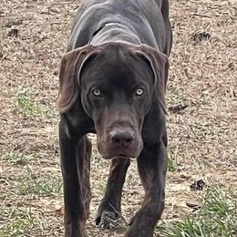 Quest - Catahoula Leopard Dog