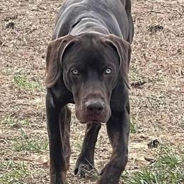 Quest - Catahoula Leopard Dog
