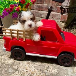 Cooper - Chocolate, tan and white male Yorkshire Terrier puppy in Tangipahoa County, Louisiana from Riche’ Louisiana Yorkies