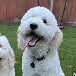 Goldendoodles from Brazos Valley Goldendoodles