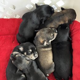 Miniature Schnauzer Puppies from M & M Schnauzers