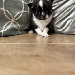 Chihuahua Puppies from Clan Cordovathone