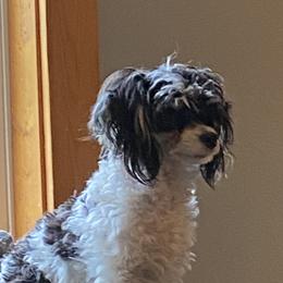 Prince - Poodle