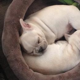 French Bulldog Puppies from Willow Farm