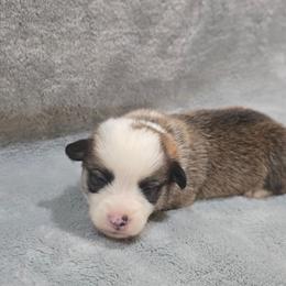Black Collar Male - Red male Pembroke Welsh Corgi puppy in Tenino, Washington from LoneStar Corgis NW