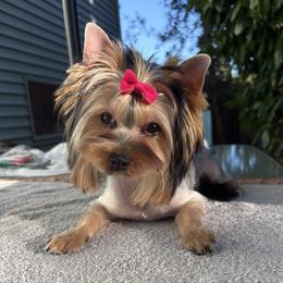 Mona Lisa - Blue and gold female Yorkshire Terrier puppy in Portland, Oregon from Bohemian Beauty Yorkshire Terrier