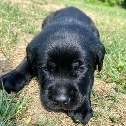 Orange - Black male Labrador Retriever puppy in Tiverton, Rhode Island from Our Little Farm