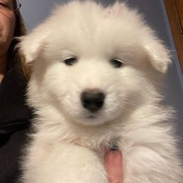 Samoyed Puppies from DreamQuest Samoyeds