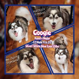 Googie - Pomsky
