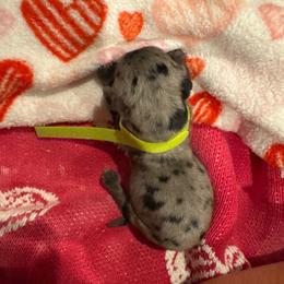 Lime girl - Dapple female Dachshund puppy in Frederick, Colorado from Get Low Mini Dachshunds