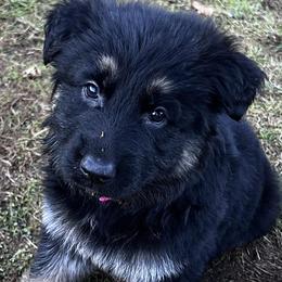 French Bulldogs and German Shepherds from K94ULLC