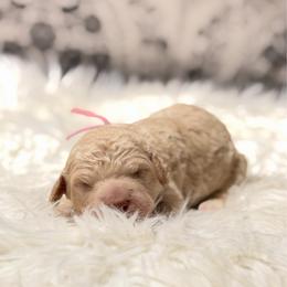 Penelope - Cream female Goldendoodle puppy in Arlington, Texas from Chambers Doodle Patch