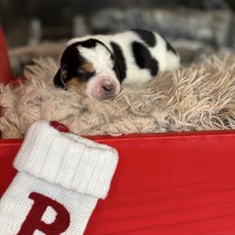 Clove - Black brown and white male Basset Hound puppy in Lone Jack, Missouri from Wee Little Bassets