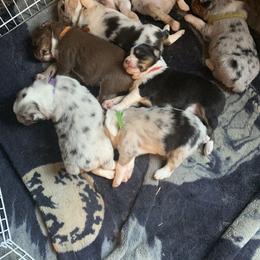 Australian Shepherd Puppies from Siercks Ranch Aussies