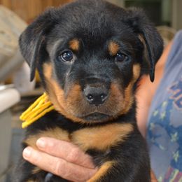Boy 6 - male Rottweiler puppy in Dawson Springs, Kentucky from Lakeview Rottweilers