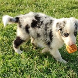 Border Collie Puppies from Bond Border Collies