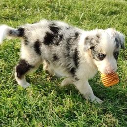 Border Collie Puppies from Bond Border Collies