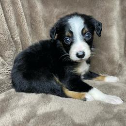 Girl 1 - Black tri female Toy Australian Shepherd puppy in Alabama from SBA Aussies