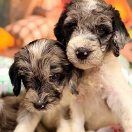 Marble - Blue merle male Aussiedoodle puppy in Dickerson, Maryland from Pawsome Aussie Doodles and Oodles