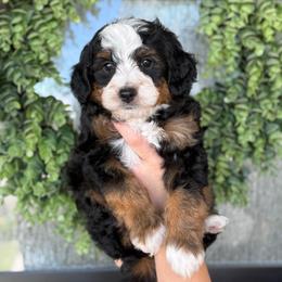 Howie - Tri-color male Bernedoodle puppy in Spanish Fork, Utah from K Brand Doodles