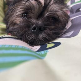 Beau - Red gold male Lhasa Apso puppy in Snover, Michigan from Lhasa Fur Life