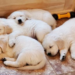 Golden Retriever Puppies from Iron Rose Retrievers