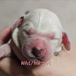Pink - White and black female Dalmatian puppy in Conrath, Wisconsin from JSF Dalmatians LLC