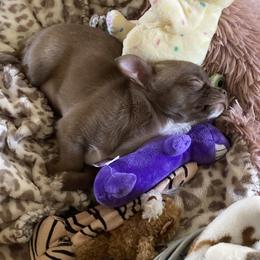 Chihuahua Puppies from Rebel’s Mighty Chihuahuas
