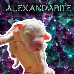 Alexandarite - White and black male Dalmatian puppy in Bremen, Georgia from Clark’s Dalmatians