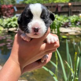 Cypress (Black Collar) - Black and white male Cardigan Welsh Corgi puppy in Clio, Michigan from Old Oak Cardigans