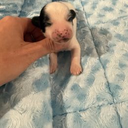 Dibbs - White and black male Chinese Crested puppy in Dublin, California from Show Style Chinese Cresteds