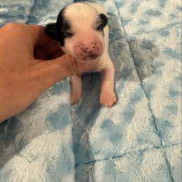 Dibbs - White and black male Chinese Crested puppy in Dublin, California from Show Style Chinese Cresteds