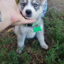 German Shepherd and Siberian Husky Puppies from Sininger Lagoon