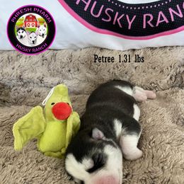 Siberian Husky Puppies from Phresh Pharm Husky Ranch