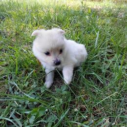 Boy 1 - male Pomeranian puppy in Linwood, North Carolina from My Tiny Paws