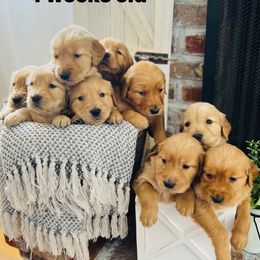 Golden Retriever Puppies from Thegoldendreams1