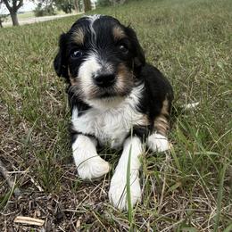Buddy - Black tri male Miniature Australian Shepherd puppy in Burke, South Dakota from Triple J Aussies SD