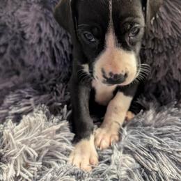 Clementine - Mantle female Great Dane puppy in Brooksville, Florida from Follow My Lead Great Danes