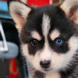 Doodlebug - Pomsky puppy from Big Sky Pomskies