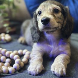 Nugget - Cream male Dachshund puppy in Rialto, California from DashiesDach