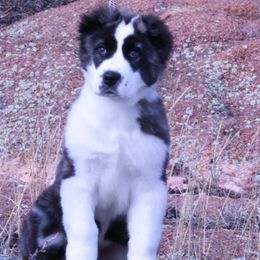 Central Asian Shepherd Dogs and Portuguese Water Dogs from Ascent Kennels - Central Asian Shepherds & Portuguese Water Dogs