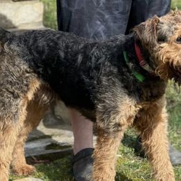 Airedale Terriers from AIREDALE COMPANIONS